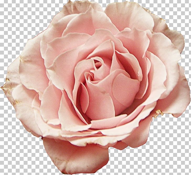 Garden Roses Cabbage Rose Floribunda Flower Petal PNG, Clipart, 2017, Cabbage Rose, Closeup, Cut Flowers, Floribunda Free PNG Download