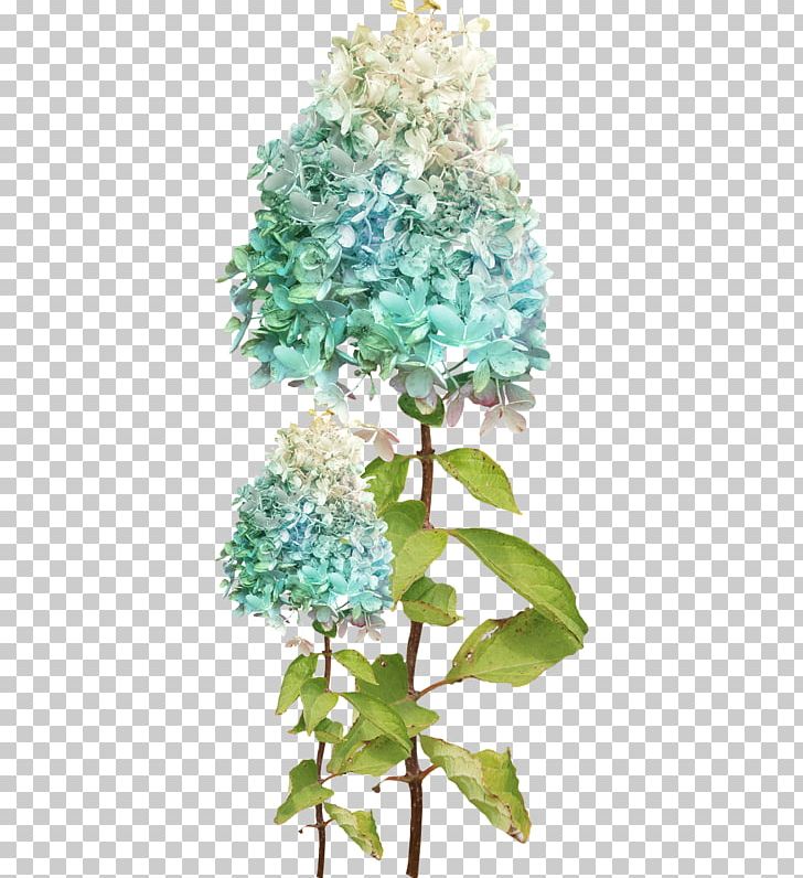 Hydrangea Flower Green PNG, Clipart, Cornales, Flower, Flowering Plant, French Hydrangea, Green Free PNG Download