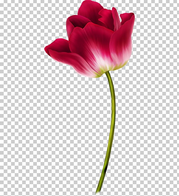 Tulip Flower PNG, Clipart, Creative Background, Encapsulated Postscript, Fathers Day, Image File Formats, Independence Day Free PNG Download