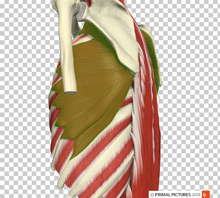 Adhesive Capsulitis Of Shoulder Physical Therapy Impingement Syndrome Joint PNG, Clipart, Adhesive Capsulitis Of Shoulder, Deltoid Muscle, Electromyography, Exercise, Impingement Syndrome Free PNG Download