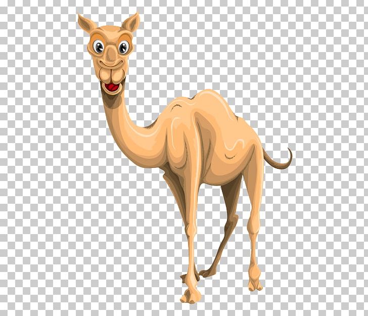 Camel Portable Network Graphics Transparency PNG, Clipart, Animal Figure, Arabian Camel, Camel, Camel Cartoon, Camel Like Mammal Free PNG Download