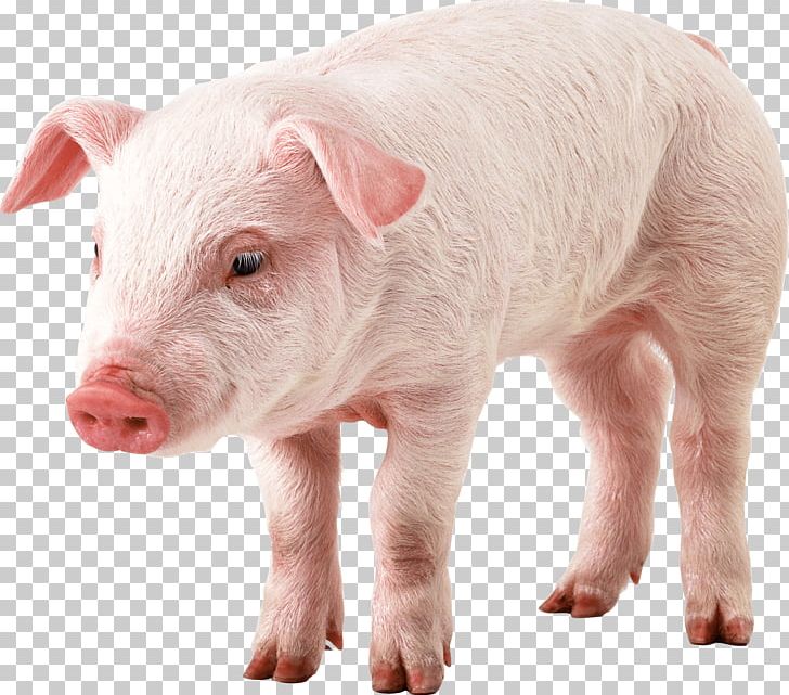 Domestic Pig Guinea Pig PNG, Clipart, Animals, Cachorro, Catlovers, Catsagram, Computer Icons Free PNG Download