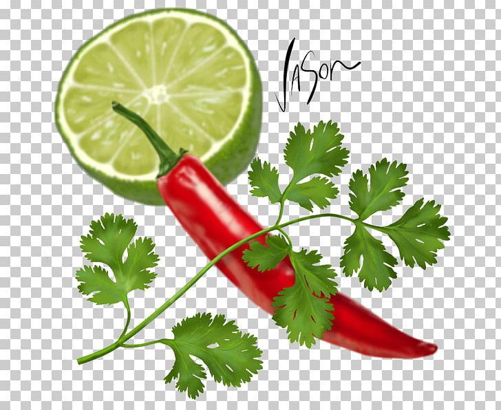 Coriander Middle Eastern Cuisine Parsley Salsa Falafel PNG, Clipart, Chervil, Chilli, Coriander, Curry, Curry Tree Free PNG Download