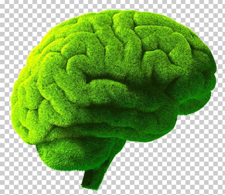Human Brain Green Stock Photography Illustration PNG, Clipart, Brain, Cool, Creative Background, Creative Graphics, Creative Logo Design Free PNG Download