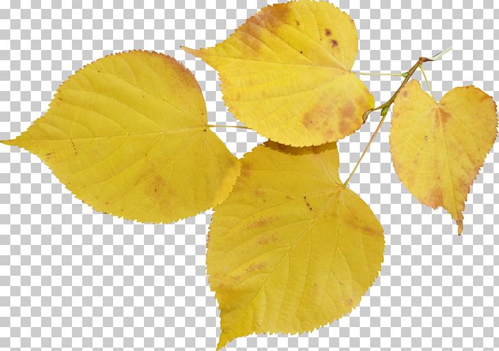 Leaf Tilia Cordata Bud Autumn Flower PNG, Clipart, Autumn, Branch, Bud, Cicek, Cicek Resimleri Free PNG Download