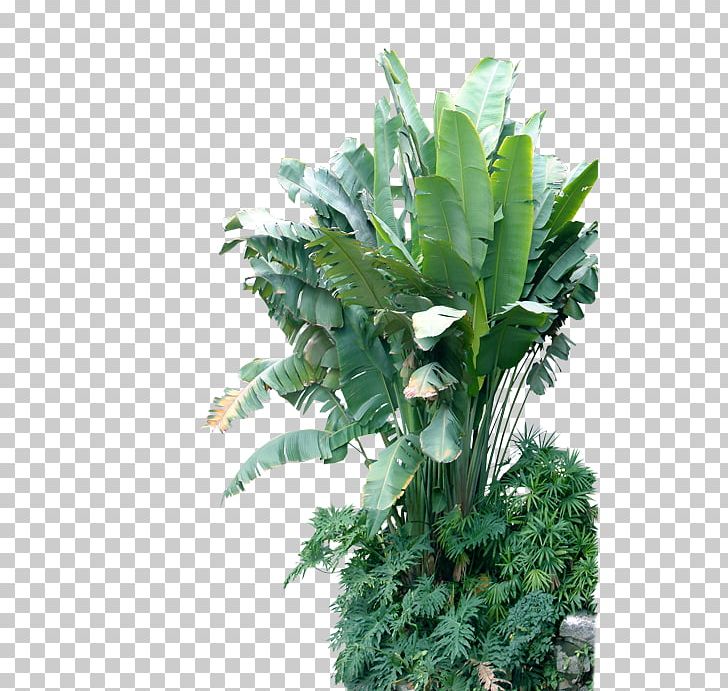 Musa Basjoo Leaf Banana Plant PNG, Clipart, Autumn Tree, Banana, Banana Leaf, Banana Leaves, Christmas Tree Free PNG Download