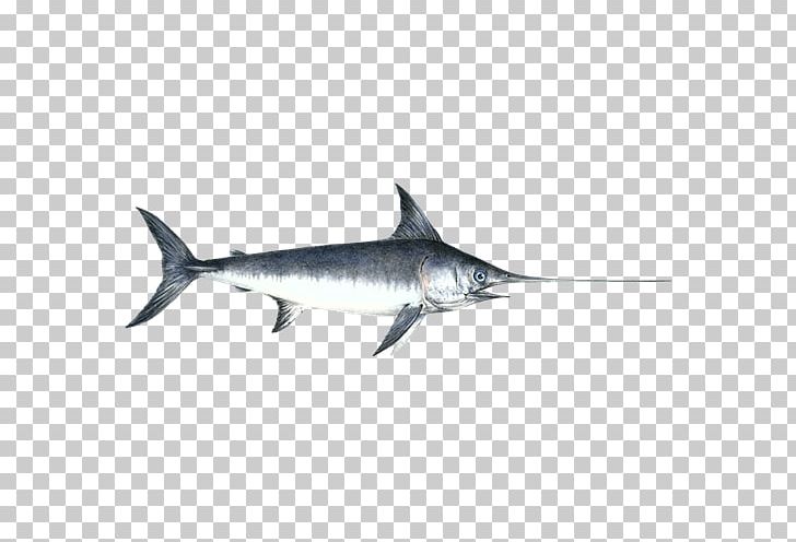Swordfish Atlantic Blue Marlin PNG, Clipart, Atlantic Blue Marlin, Billfish, Black Marlin, Bony Fish, Fauna Free PNG Download