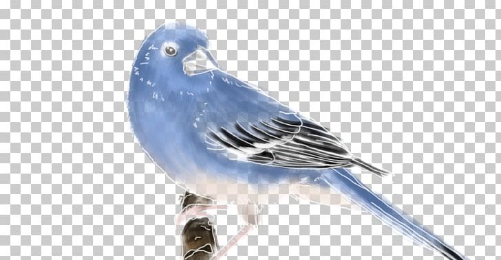 Finches Tenerife Blue Chaffinch Common Chaffinch Bird PNG, Clipart, Animals, Beak, Bird, Bluebird, Blue Jay Free PNG Download