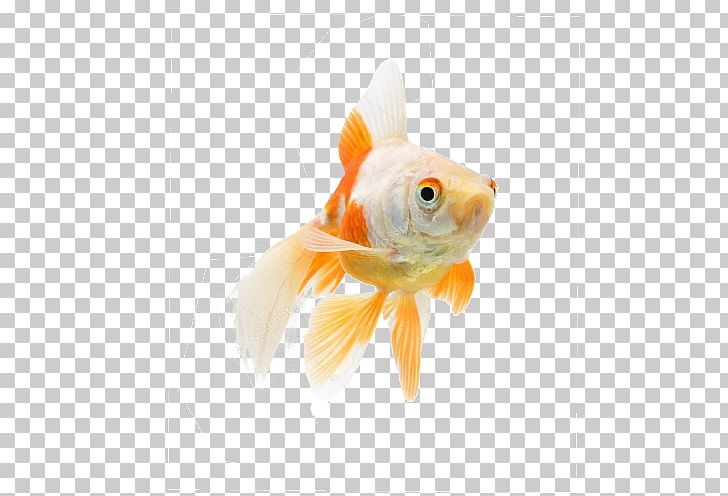 Goldfish Koi PNG, Clipart, Animals, Bony Fish, Fin, Fish, Goldfish Free PNG Download