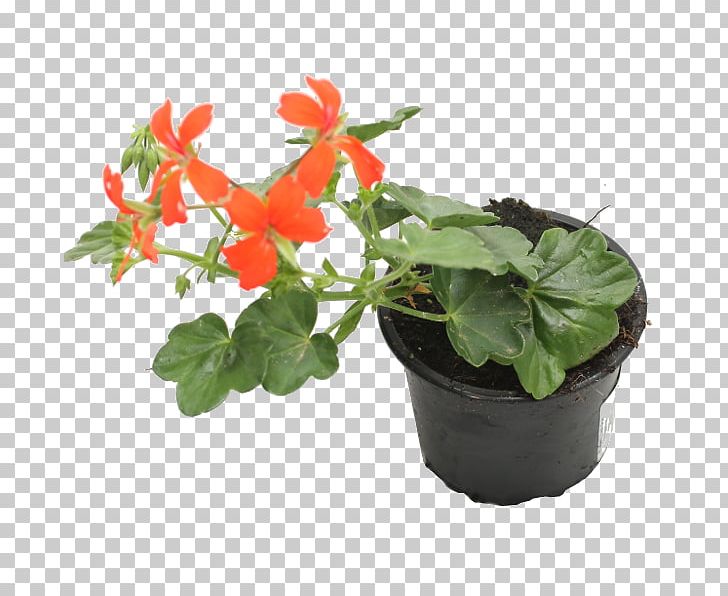 Ivy Geranium Houseplant Begonia Flowerpot PNG, Clipart, Balcony, Begonia, Centimeter, Flower, Flowering Plant Free PNG Download