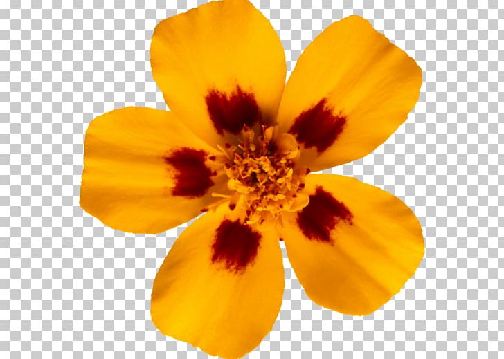 Mistaken Adversary Flower Yellow PNG, Clipart, Alstroemeriaceae, Blog, Email, Flower, Flowering Plant Free PNG Download