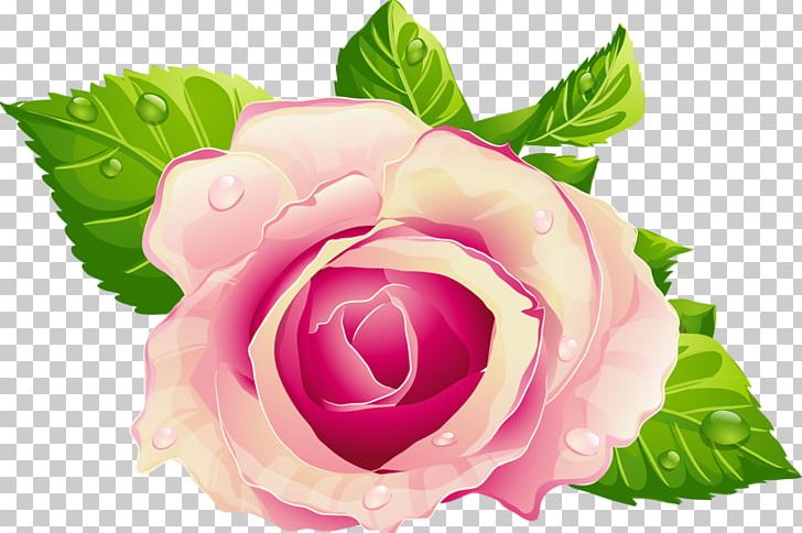 Rose Flower Pink PNG, Clipart, Clip Art, Cut Flowers, Desktop Wallpaper, Floral Design, Floribunda Free PNG Download