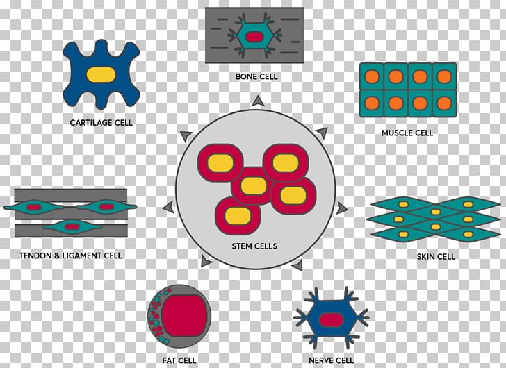 Stem Cell PNG, Clipart, Area, Art, Brand, Cell, Cell Type Free PNG Download