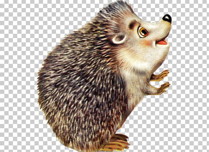 Hérisson Drawing European Hedgehog Color PNG, Clipart, Animal, Color, Colored Pencil, Domesticated Hedgehog, Drawing Free PNG Download
