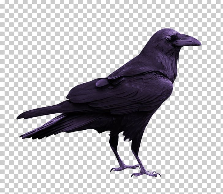 Rook Common Raven Silhouette PNG, Clipart, American Crow, Animals, Art, Beak, Bird Free PNG Download