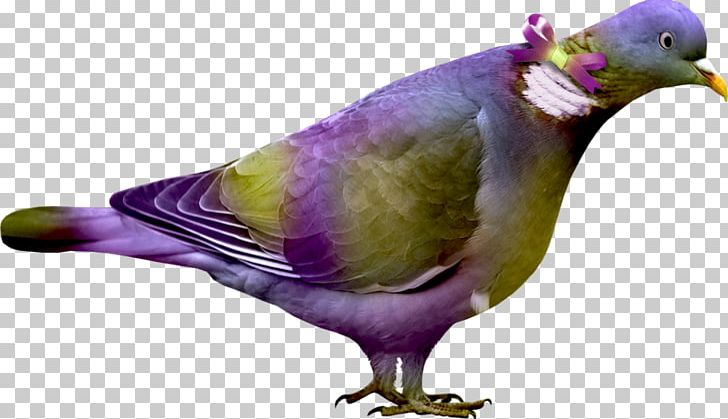 Bird Portable Network Graphics Psd PNG, Clipart, Beak, Bird, Cartoon, Color, Fauna Free PNG Download