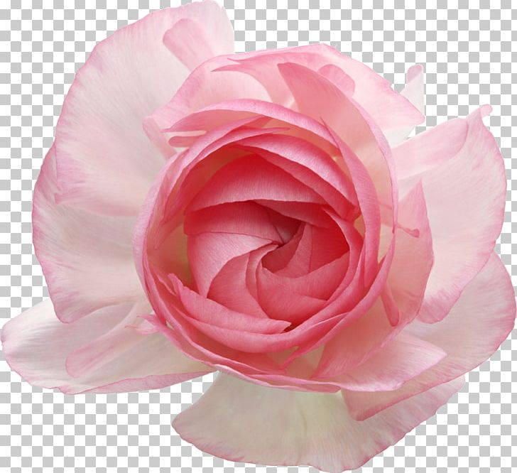 Garden Roses Flower PNG, Clipart, Artificial Flower, Cut Flowers, Encapsulated Postscript, Floribunda, Flower Free PNG Download