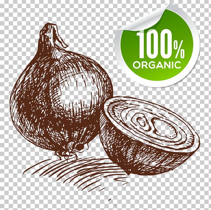 Onion Ring Shallot Vegetable Fried Onion PNG, Clipart, Cartoon, Cartoon Vegetables, Drawing, Food, Fried Onion Free PNG Download