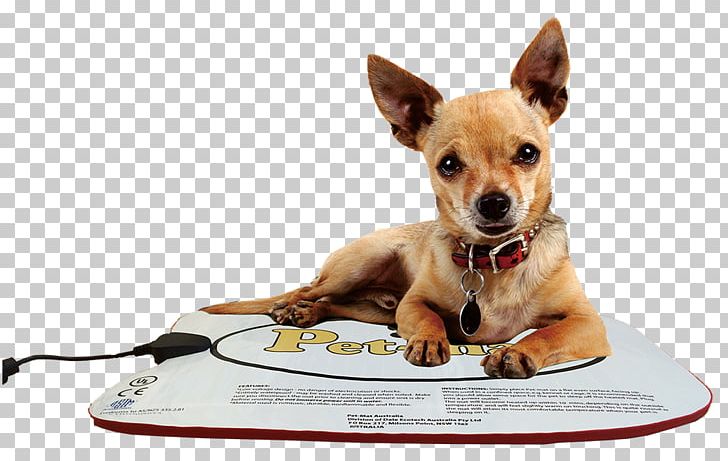 Chihuahua Puppy Deer Rat Terrier Pet PNG, Clipart, Animal, Animals, Breed, Carnivoran, Chihuahua Free PNG Download