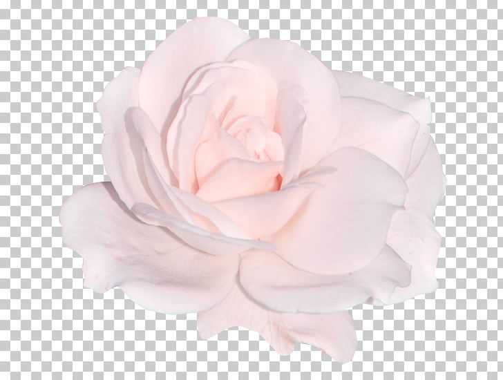 Garden Roses Cabbage Rose Cut Flowers Pink PNG, Clipart, Cicek, Cicek Resimleri, Cut Flowers, Exo, Flickr Free PNG Download
