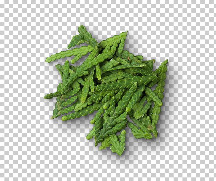 Leaf Vegetable Caesar Salad Coriander Food PNG, Clipart, Bean Sprout, Bergamot Orange, Caesar Salad, Coriander, Daikon Free PNG Download