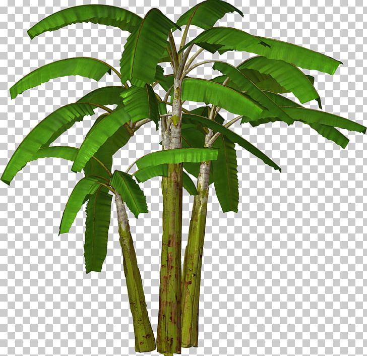 Banana Tree PNG, Clipart, Arecales, Banana, Banana Coconut Cliparts, Coconut, Flowerpot Free PNG Download