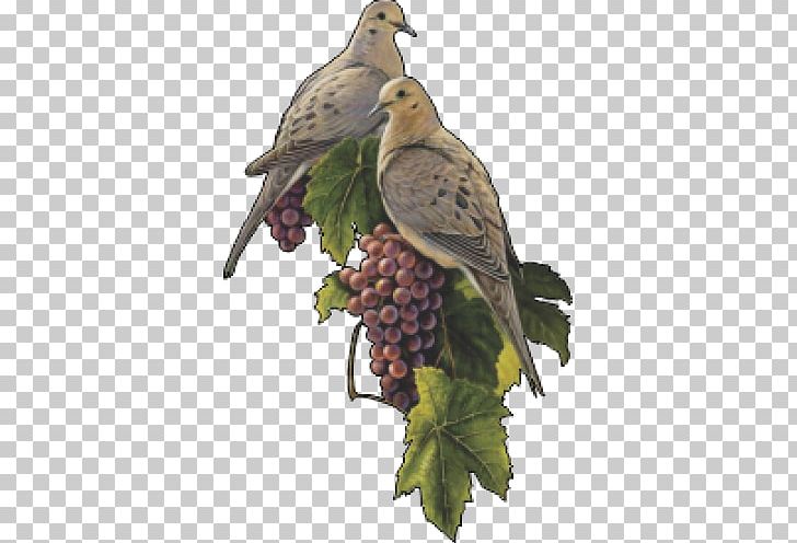 Bird Columbidae Common Grape Vine Mourning Dove PNG, Clipart,  Free PNG Download