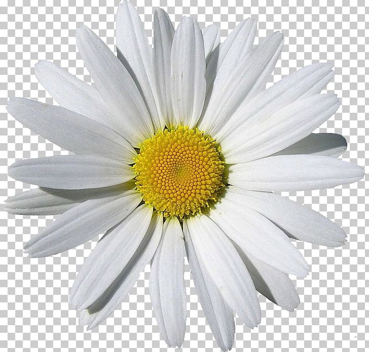Chamomile PNG, Clipart, Aster, Chrysanths, Common Daisy, Computer Icons, Daisy Free PNG Download