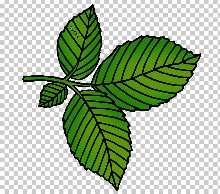 American Elm Open Tree PNG, Clipart, Birch, Drawing, Elm, Elm Leaf Beetle, Flowering Plant Free PNG Download