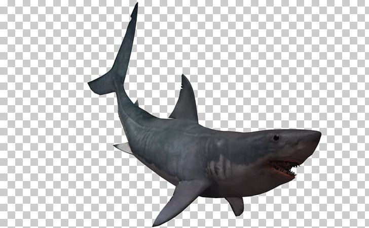 Great White Shark Great Hammerhead Scalloped Hammerhead Fish PNG, Clipart, Animal, Animals, Cartilaginous Fish, Chondrichthyes, Fauna Free PNG Download