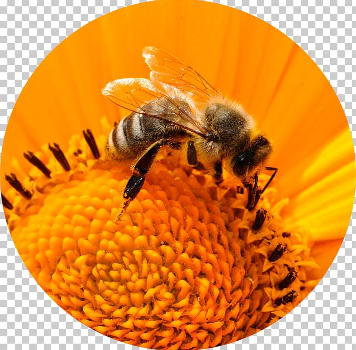 Honey Bee Insect Bee Pollen PNG, Clipart, Arthropod, Bee, Beekeeping, Bee Pollen, Bumblebee Free PNG Download