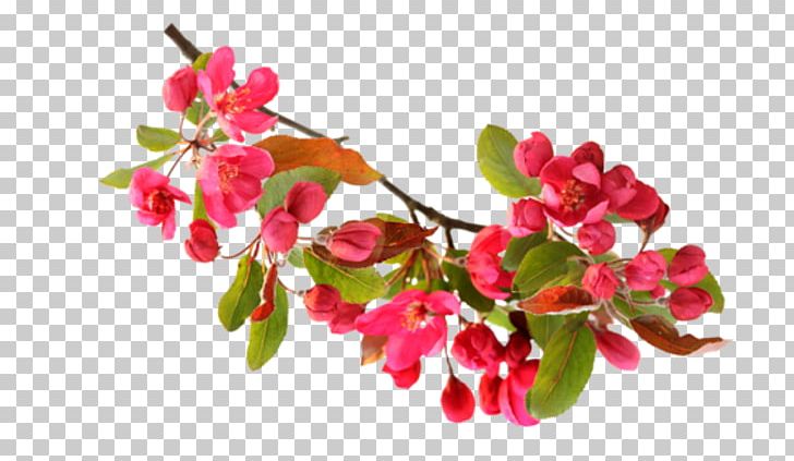 Woman PNG, Clipart, Blossom, Branch, Cherry Blossom, Cicekler, Download Free PNG Download