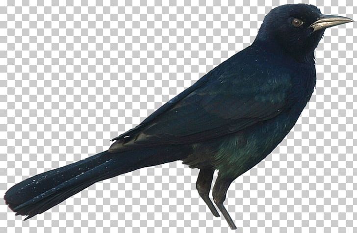 American Crow New Caledonian Crow Rook Common Raven PNG, Clipart, American Crow, Animal, Animals, Beak, Bird Free PNG Download