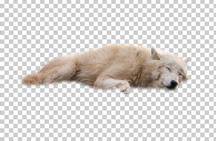 Dog Portable Network Graphics Desktop PNG, Clipart, Animals, Arctic Fox, Black Wolf, Carnivoran, Desktop Wallpaper Free PNG Download