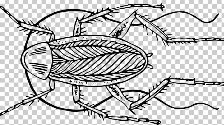 Insect The Cockroach Papers: A Compendium Of History And Lore Science Blattodea PNG, Clipart, Article, Artwork, Black And White, Blattodea, Cockroach Free PNG Download