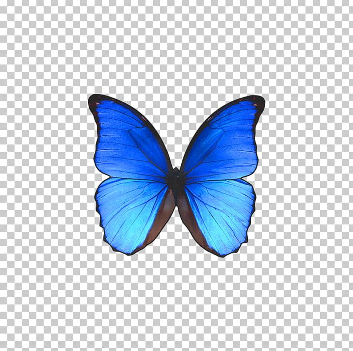 Rio De Janeiro Butterfly Morpho Didius PNG, Clipart, Beautiful, Blue, Blue Abstract, Blue Background, Blue Flower Free PNG Download