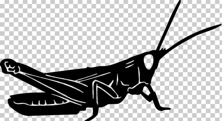 Butterfly Insect Grasshopper Decal Wing PNG, Clipart, Arthropod, Black And White, Bug, Butterflies And Moths, Butterfly Free PNG Download