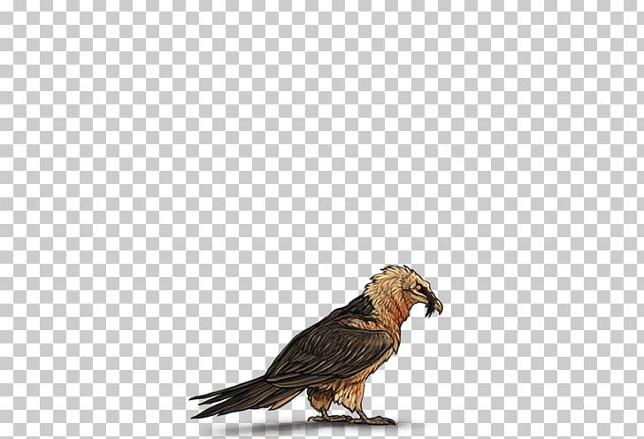 Buzzard Hawk Eagle Beak Feather PNG, Clipart, Animals, Beak, Bird, Bird Of Prey, Buzzard Free PNG Download
