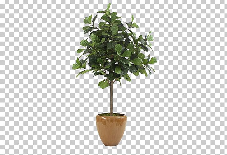 Fiddle-leaf Fig Common Fig Flowerpot Tree PNG, Clipart, Aspera, Bonsai, Color, Common Fig, Cone Free PNG Download