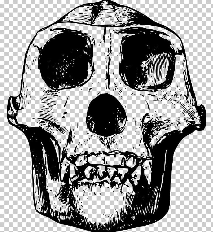 Gorilla Skull Bone PNG, Clipart, Animal, Animals, Black And White, Bone, Clip Art Free PNG Download