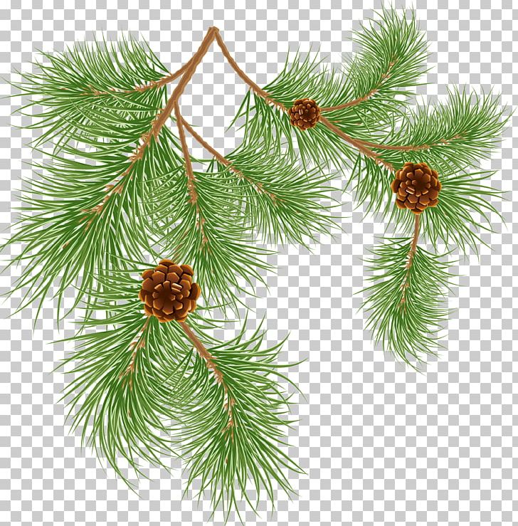 Pinus Aristata Conifer Cone Tree PNG, Clipart, Branch, Christmas Decoration, Christmas Ornament, Clip Art, Conifer Free PNG Download