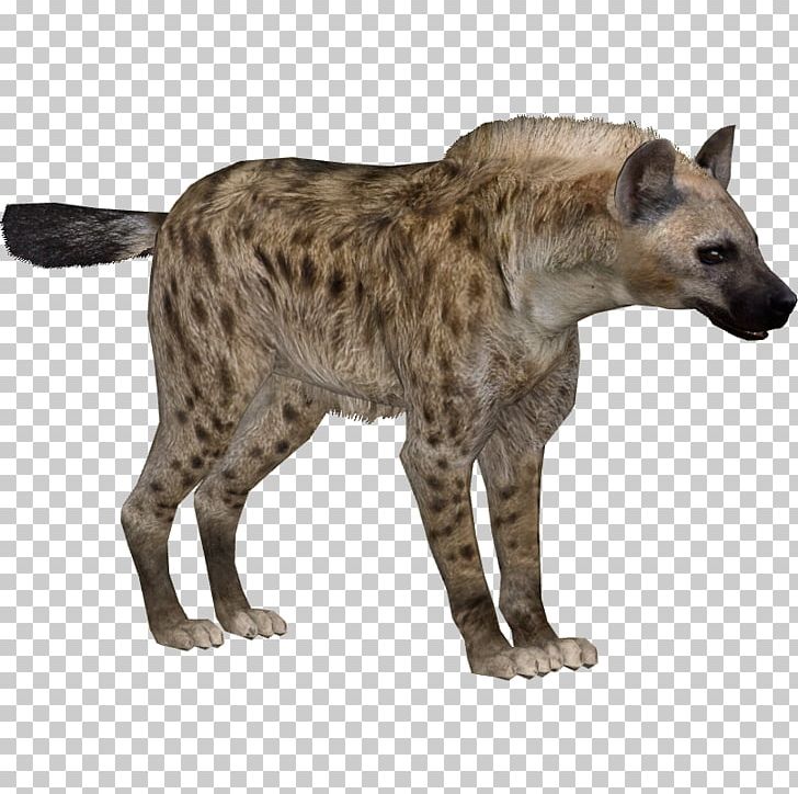 Striped Hyena Zoo Tycoon 2 PNG, Clipart, Animal, Animals, Big Cats, Carnivoran, Cat Like Mammal Free PNG Download