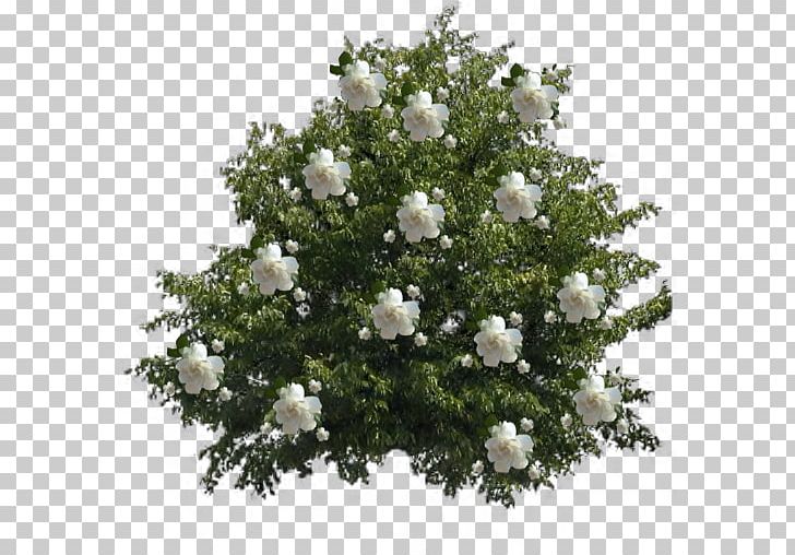 Arabian Jasmine Shrub Plant Tree PNG, Clipart, Arabian Jasmine, Computer Icons, Cotoneaster, Cut Flowers, Flower Free PNG Download
