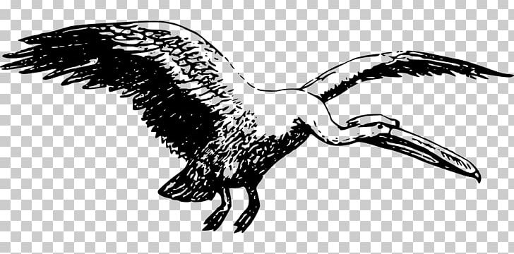 Bald Eagle Bird Line Art Beak PNG, Clipart, American White Pelican, Animal Figure, Animals, Artwork, Bald Eagle Free PNG Download