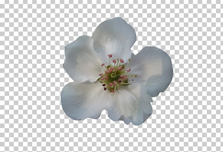 Blossom Petal Flower Google S PNG, Clipart, Bloom, Blooming, Blossom, Cherry Blossom, Designer Free PNG Download