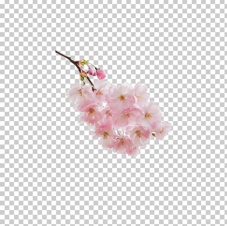 Cherry Blossom PNG, Clipart, Blossom, Blossoms, Branch, Cherries, Cherry Free PNG Download