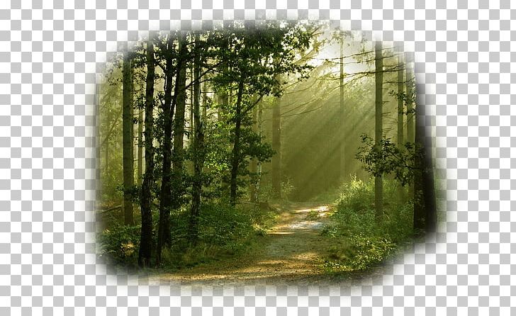 Enchanted Forest Desktop Photography PNG, Clipart, Art, Biome, Desktop, Ecosystem, Enchanted Free PNG Download