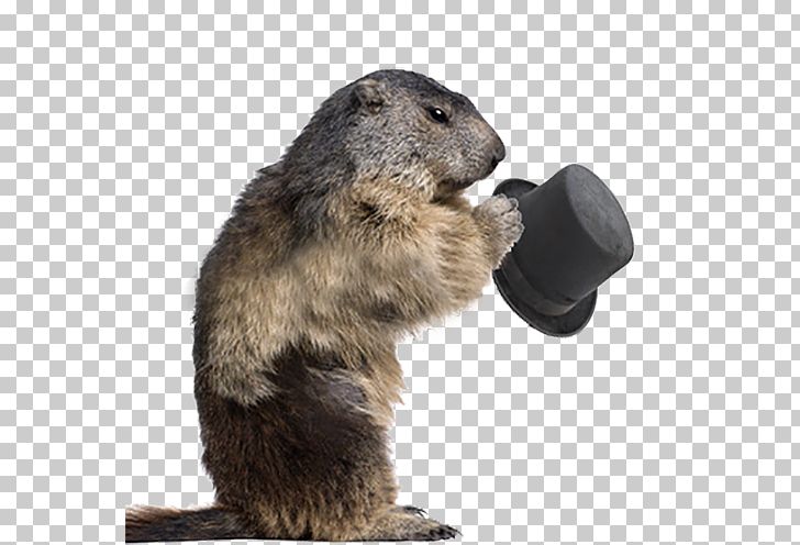 Groundhog Alpine Marmot Rodent Stock Photography PNG, Clipart, Animal, Animals, Beaver, Brown, Cowboy Hat Free PNG Download