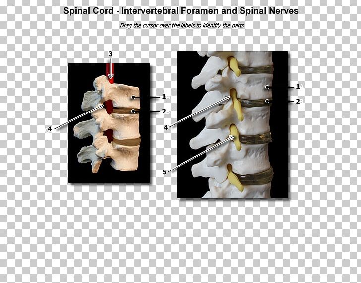 Intervertebral Foramen Spinal Nerve PNG, Clipart, Anatomy, Central Nervous System, Finger, Foramen, Hand Free PNG Download