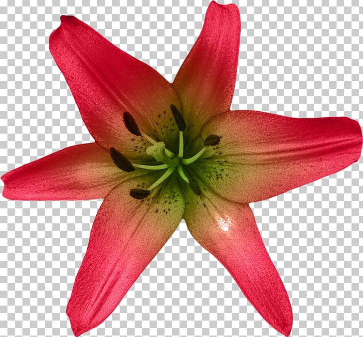 Lilium Flower Watercolor Painting PNG, Clipart, Background, Cut Flowers, Daylily, Decoration, Designer Free PNG Download